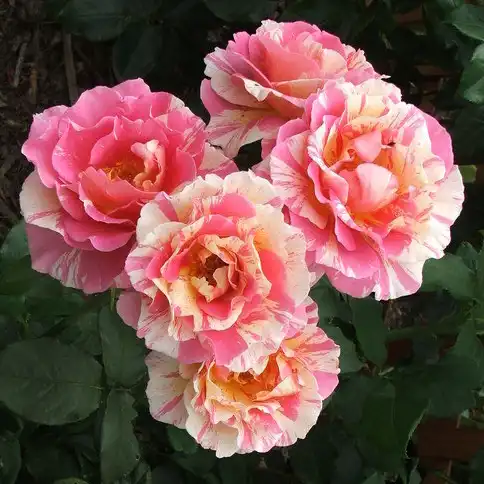 - - Trandafiri - Claude Monet™ - 